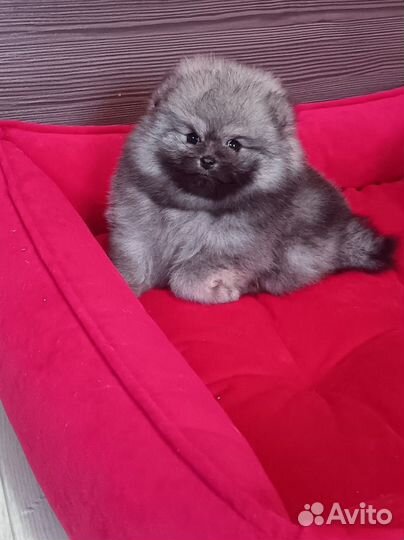 Чудо мальчик