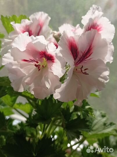 Пеларгония герань