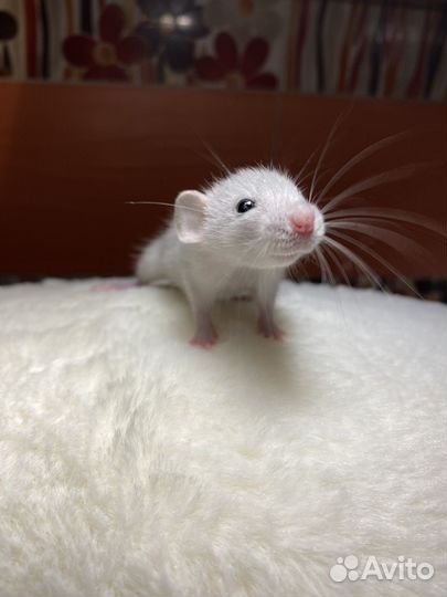 Крыса Русская голубая Дамбо с клеткоий и кормом