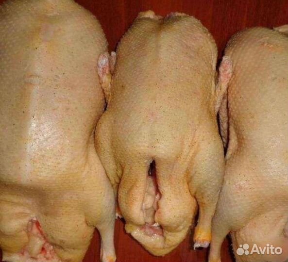 Утка домашняя мясо