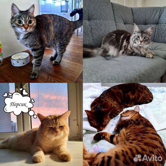 Передержка кошек, зооняня