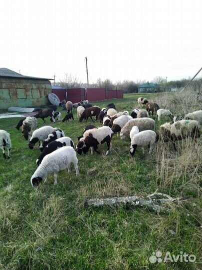 Овцы бараны дорпер