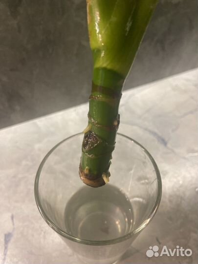 Аглаонема Сильвер Бэй