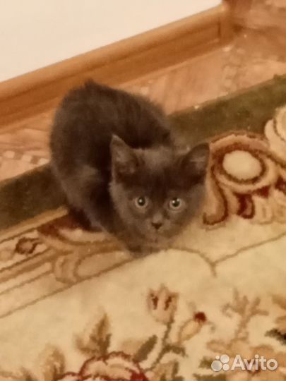 Котята в добрые руки девочки