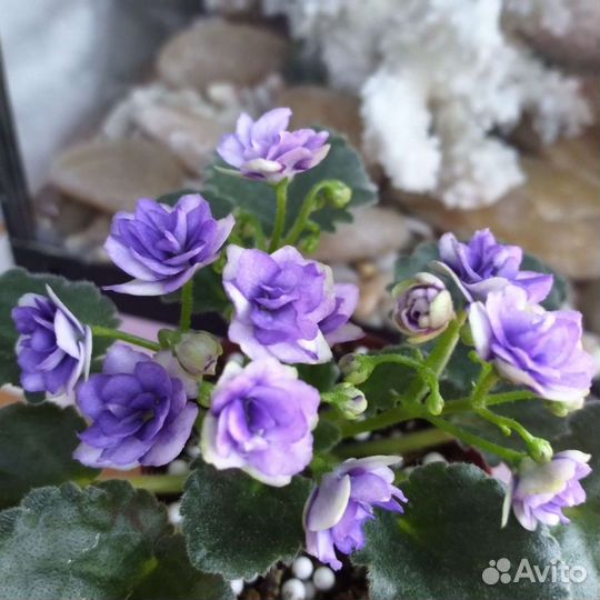 Мини фиалки