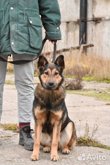 Собака в добрые руки