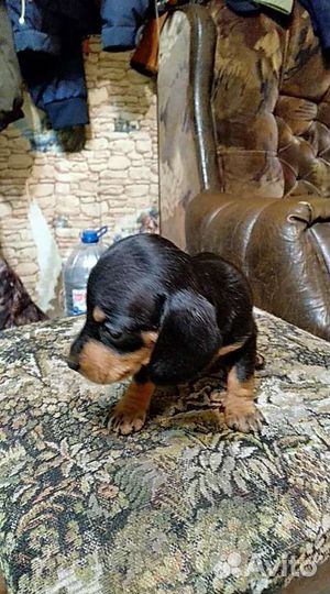 Щенки таксы