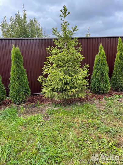 Туя Смарагд extra