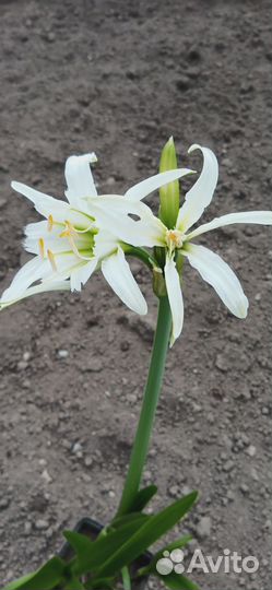 Гименокаллис