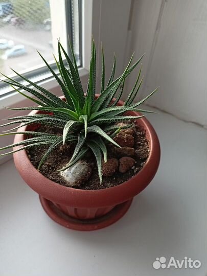 Комнатные цветы