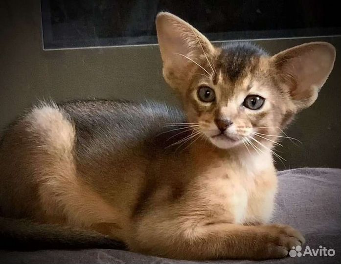 Абиссинские котята