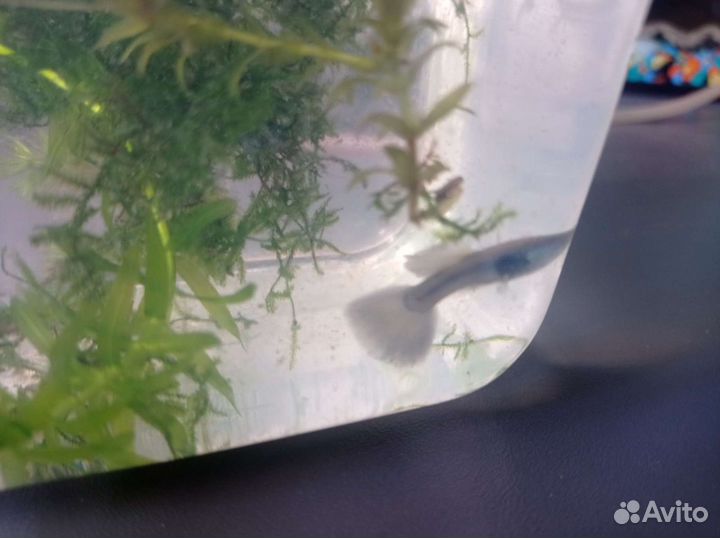 Аквариумные рыбки гуппи