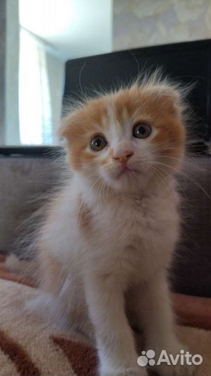 Кошка в добрые руки