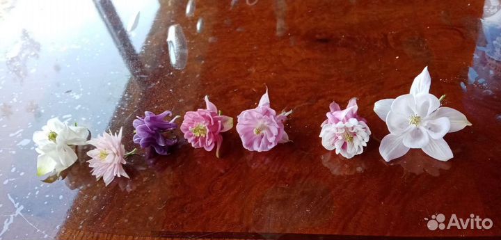 Аквилегия 7 видов