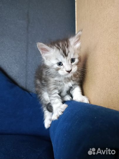 Котята мейн-кун