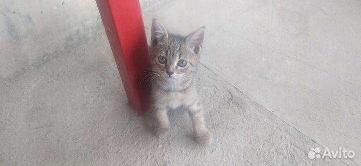 Котята бесплатно