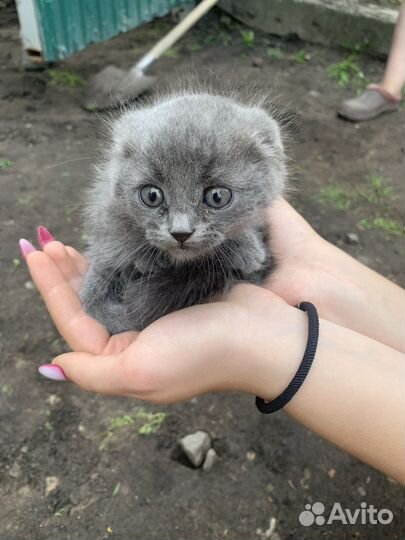 Вислоухие котята бесплатно
