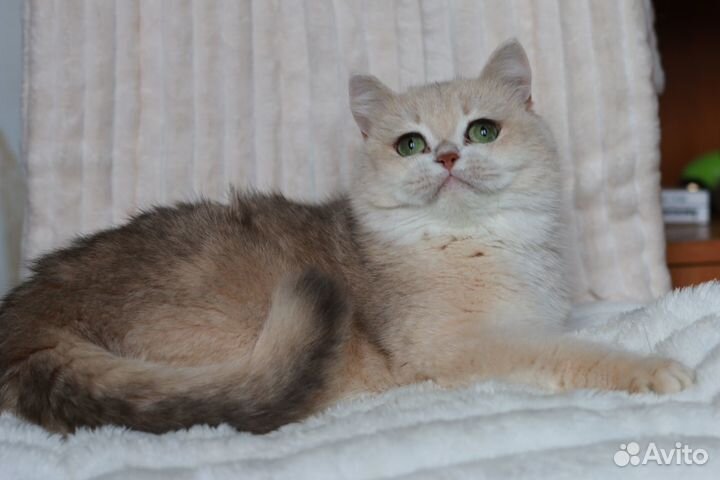 Британская голубая золотая