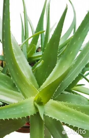 Алоэ лечебный