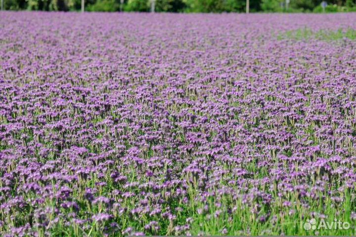 Семена фацелии оптом и в розницу