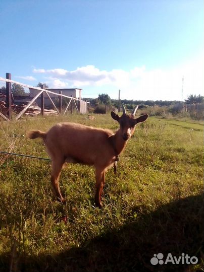 Продаю дойную козу и 2х 6ти месячных козлят