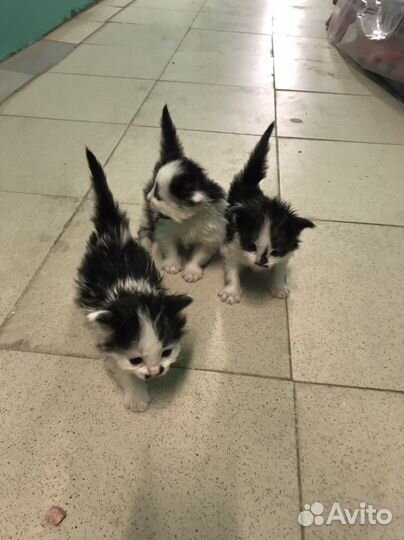 Котята бесплатно