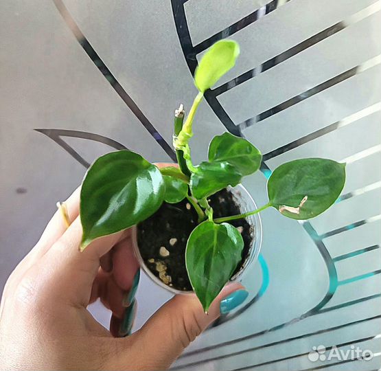 Филодендроны