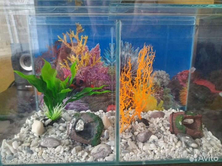 Аквариум