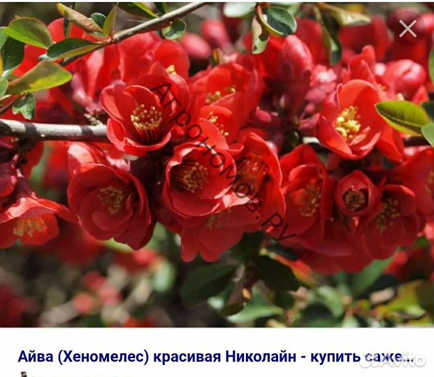 Айва, Хеномелис, разные сорта