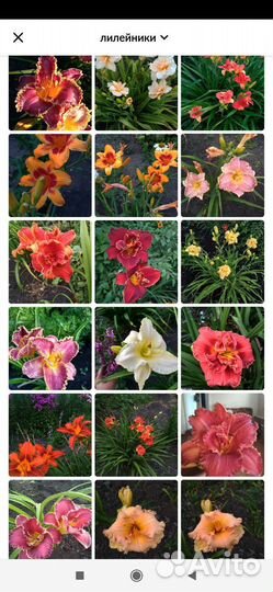 Многолетние цветы