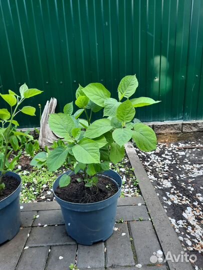 Гортензия анабель