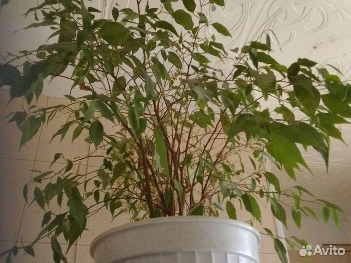 Фикус бенджамина