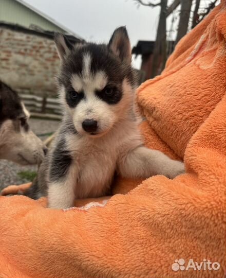 Продаются щенки
