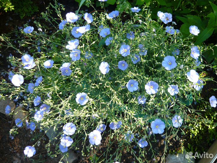 Лен голубой. Многолетник