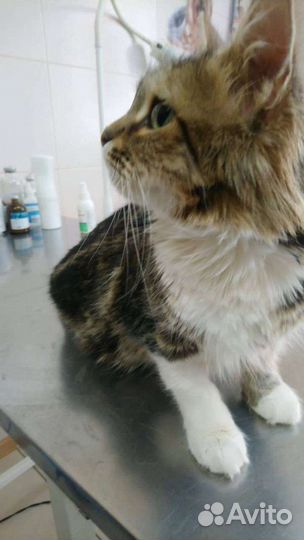 Кошка в дар бесплатно