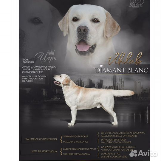 Кобель лабрадора вязка