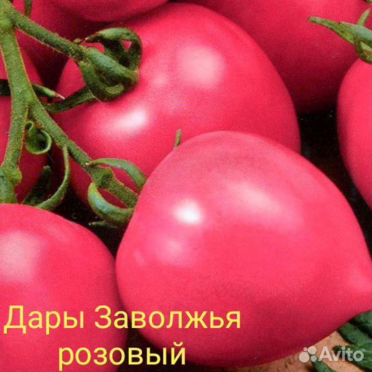 Семена советских сортов томатов(низкорослых)