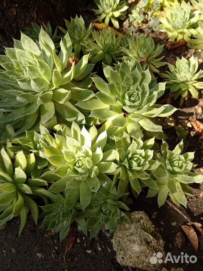 Молодило кровельное (каменная роза)