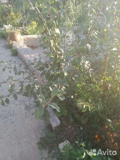 Саженцы слива фиолетовая