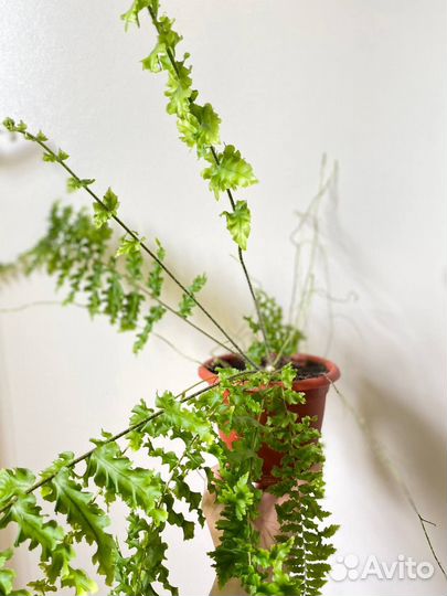 Папоротник