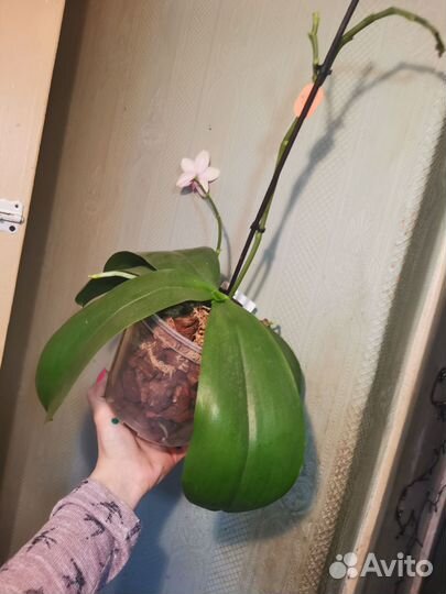 Орхидея фаленопсис Лиодоро