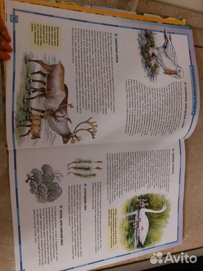 Энциклопедия для детей