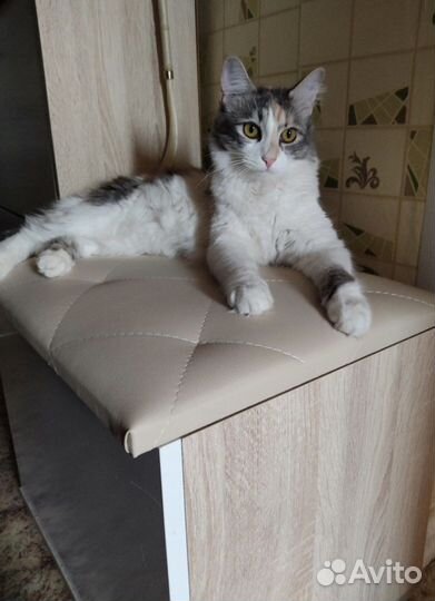 Тумба