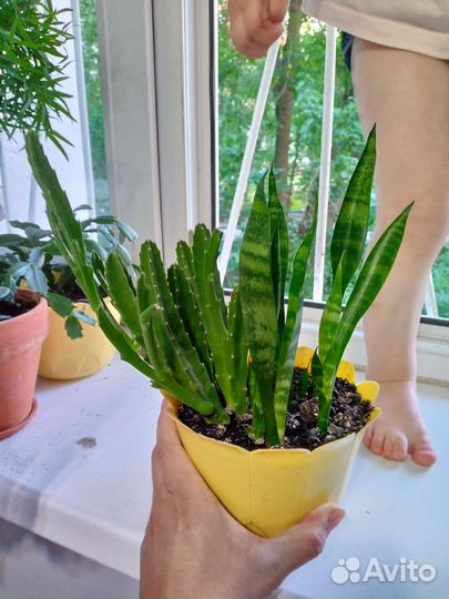 Сансевиерия стапелия