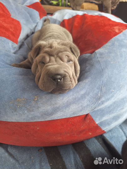 Щенки шарпей