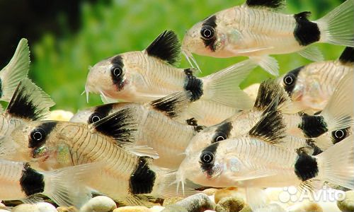 Коридорас Панда