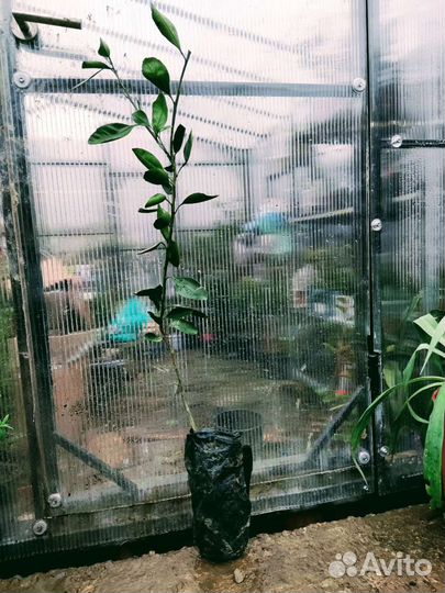 Мандарин, фейхоа,лимон