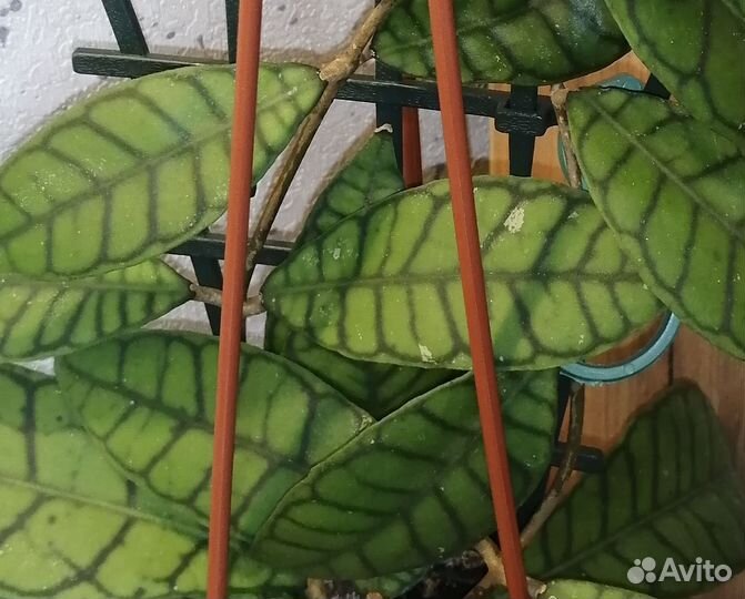 Хойи на срез