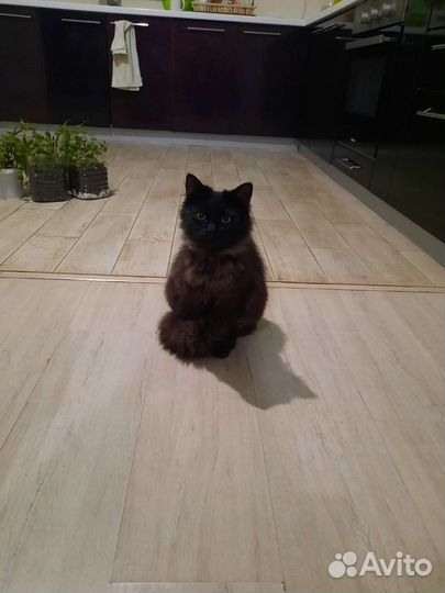 Котик в добрые руки