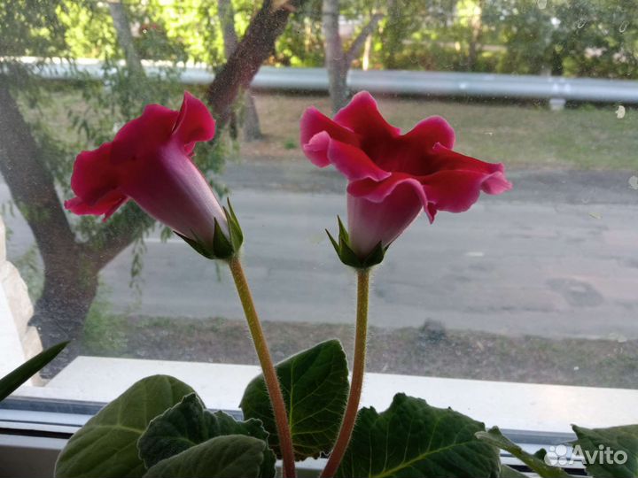 Рассада цветов